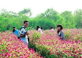 Spring in Nhat Tan flower village - ảnh 1